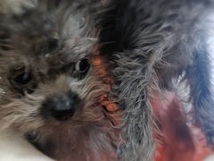 -青石桥花鸟鱼虫市场(叠翠城店)