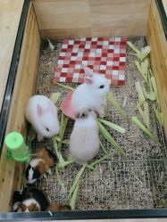 -神奇动物撸宠馆·羊驼·小浣熊·异宠(豫园店)