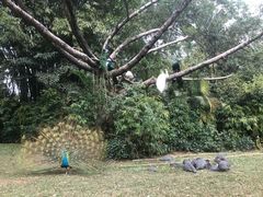 -珠海横琴长隆《卡卡虎奇遇记》