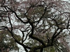 -京都御所