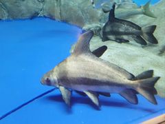 -上海海洋水族馆