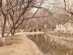 -桃花堤公园