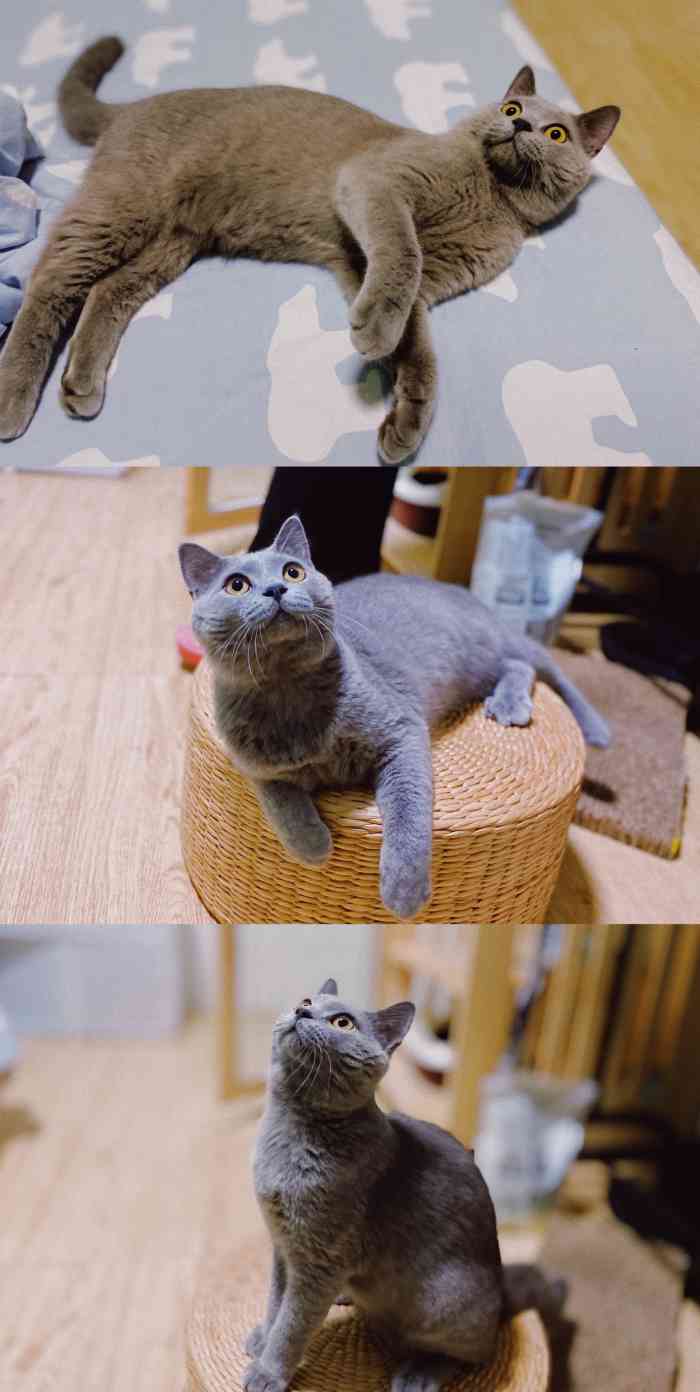 meow喵呜家庭繁育猫舍-"【项目】寄养为了能在老板家里撸猫,过来.