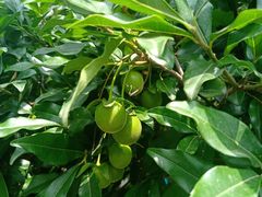 -扬州大运河文化旅游度假区·盆景园