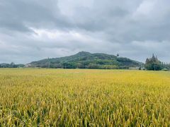 -上海佘山国家森林公园天马山园