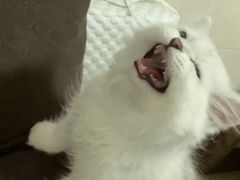 -创凡宠物医院·骨专科  猫科中心(西乡分院)