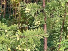-昆山城市生态森林公园
