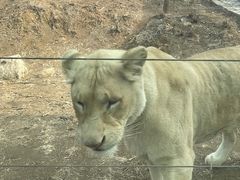 -石家庄市动物园