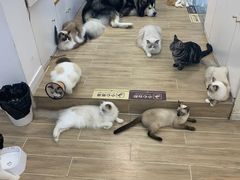 -李小姐の猫咖啡馆(五角场店)