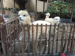 -深圳野生动物园