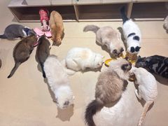 -藏猫猫咖啡主题馆(中央大道店)