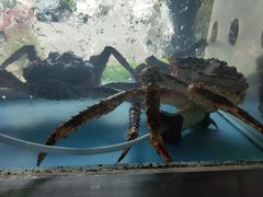 -蟹后Crabber(水悦城店)