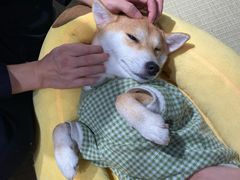 -逗柴咖啡屋·狗咖猫咖宠物桌游