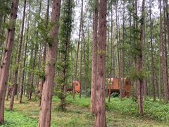 -黄海国家森林公园