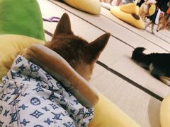 -逗柴咖啡屋·狗咖猫咖宠物桌游