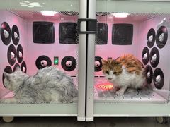 -FAELING PETS美天灵宠物(合生汇店)