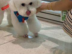 -帕帕拉兹宠物(亚洲旗舰店)