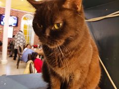 -猫小院猫主题餐厅(南锣旗舰店)
