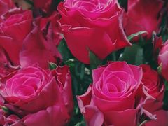 -谷莠子花艺·气球派对·绿植造景·花艺沙龙(金光华广场店)