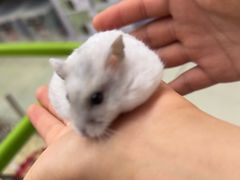 -钓仓鼠(洋桥北里小区店)
