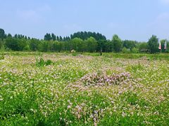 -微山湖红荷湿地景区