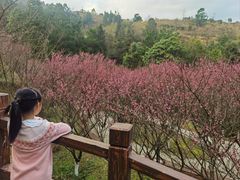 -湖南嵩云山国家森林公园