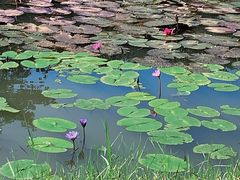 -中国科学院西双版纳热带植物园