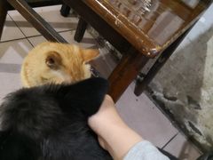 -老太皮肚面