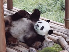 -栾川竹海野生动物园