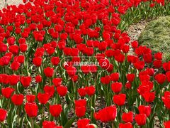 -院士公园