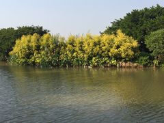 -大湾区中央湿地公园