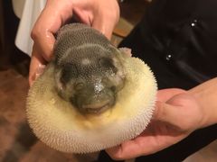 -肆月河豚·新淮扬(金融街店)