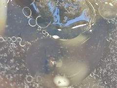 -朱洪元苏式面馆(绿宝广场店)
