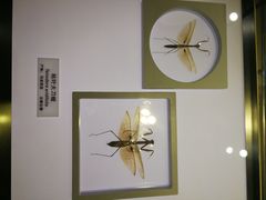 -上海昆虫博物馆