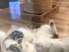-袖虎·猫馆(体育西路店)