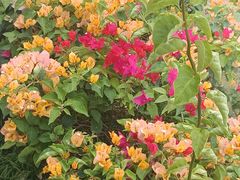 -亚龙湾国际玫瑰谷