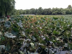 -长春市南湖公园