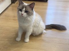 -有喵·猫咖·狗咖·40+猫狗有小奶狗(岗厦店)