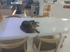 -喵园·猫主题咖啡厅·撸猫·猫咖(国贸店)