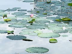 -成都南湖公园