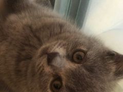 -老吴的猫·猫舍(新区店)