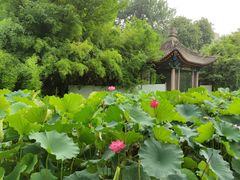 -莲湖公园