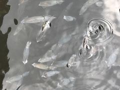 -海上驿站渔家菜馆