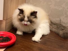 -欣宠猫屋·矮脚拿破仑·蓝金金渐层