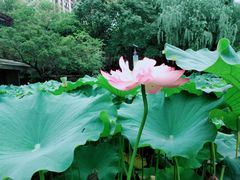 -陈家山荷花公园