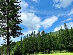 -深圳仙湖植物园