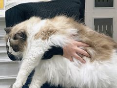 -青奢宠物·青奢猫舍