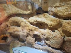 -上海昆虫博物馆