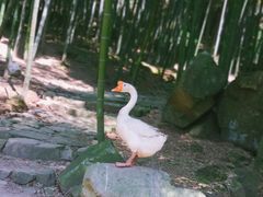 -众神白水涧景区