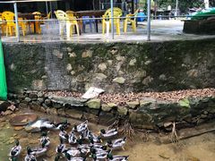 -羚羊峡古栈道森林公园